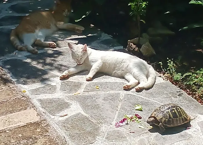 Appartement Valkane Pet Friendly 150m From The Stunning Valkane Beach, Indoor Pools-fitness And Mall Pula